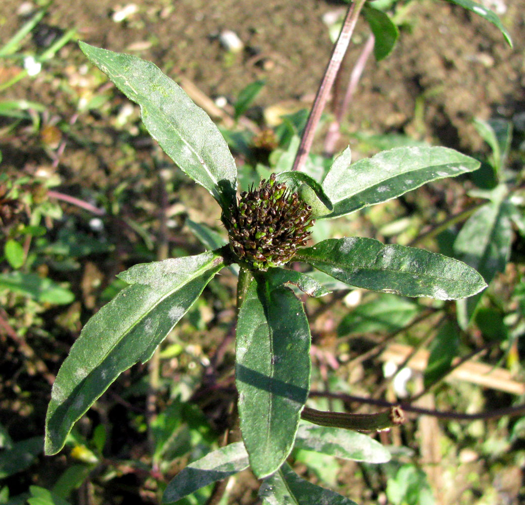 Image of Bidens × garumnae specimen.