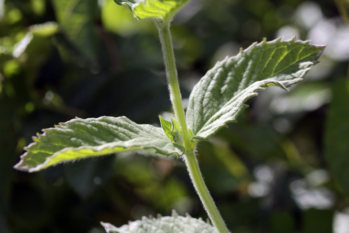 Image of Mentha longifolia specimen.