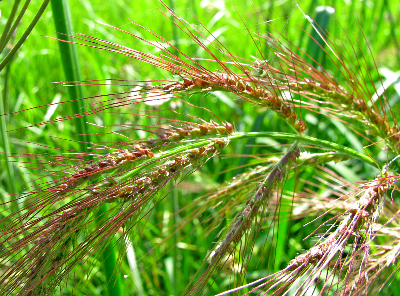 Изображение особи Echinochloa crus-galli.