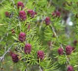 genus Larix. Верхушки побегов с молодыми шишками. Сахалин, Тымовский р-н, окр. с. Ясное. 30.06.2011.