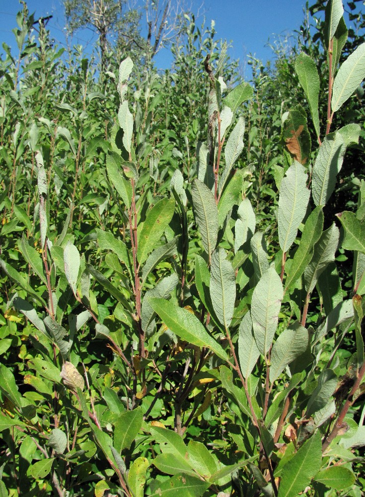 Image of Salix × laurina specimen.
