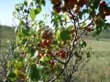 Armeniaca sibirica. Ветвь с плодами. Забайкальский край, окр. с. Курулга, ур. Джаргалантуй. 16.08.2008.