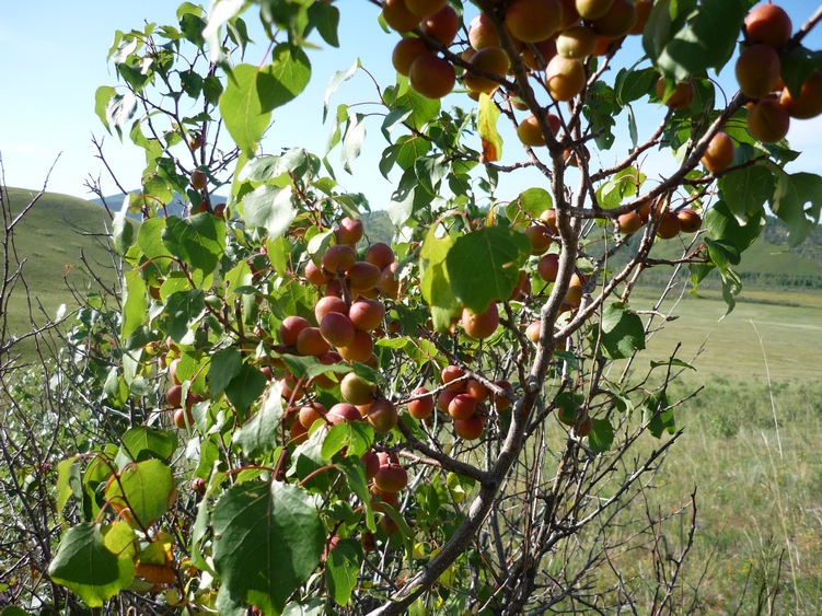 Изображение особи Armeniaca sibirica.