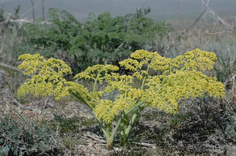 Изображение особи Ferula dissecta.