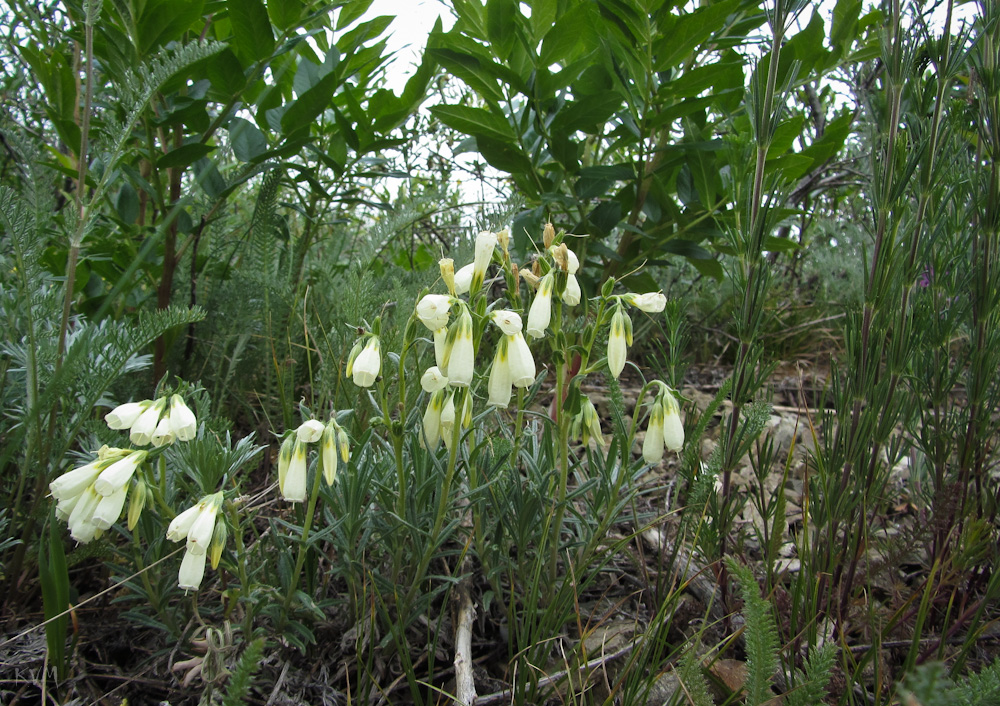 Image of Onosma simplicissima specimen.
