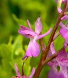 Anacamptis laxiflora ssp. elegans