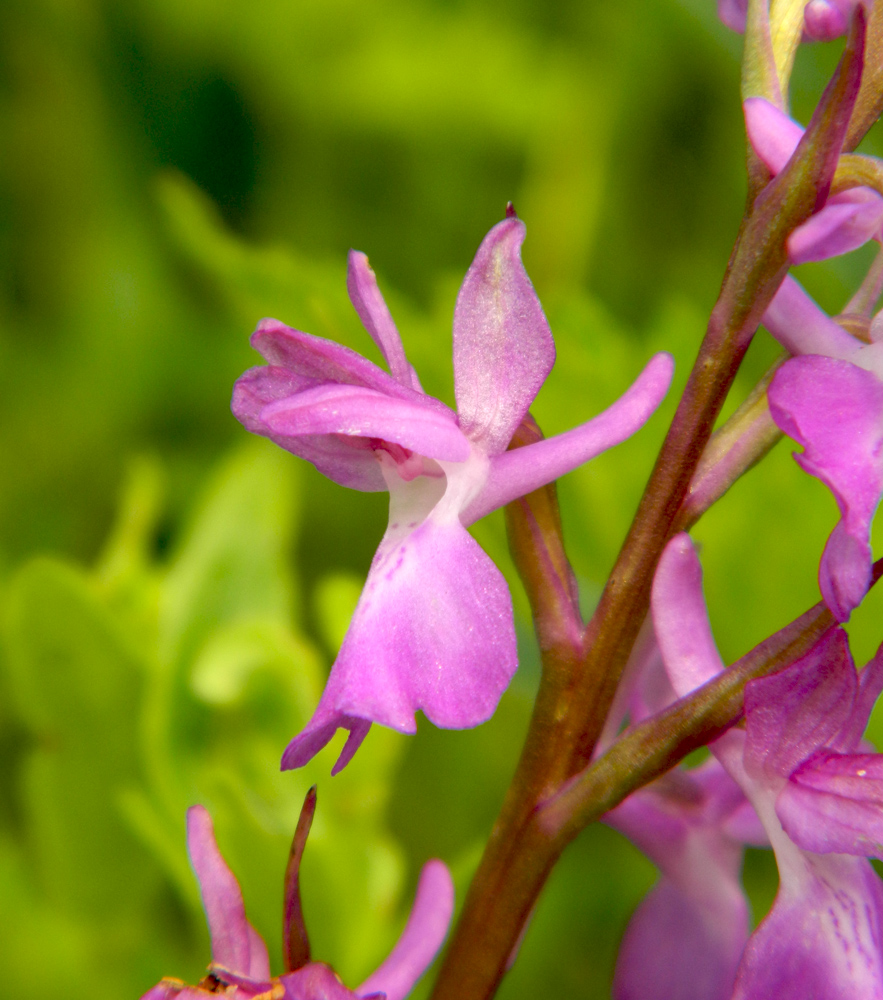 Image of Anacamptis laxiflora ssp. elegans specimen.