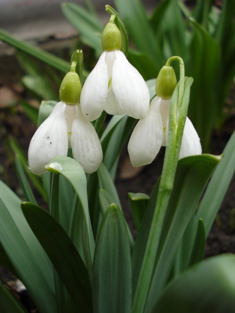 Изображение особи Galanthus bortkewitschianus.