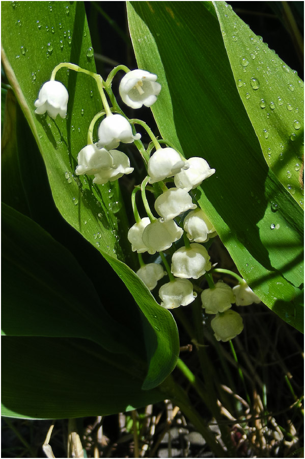 Изображение особи Convallaria keiskei.