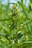 Lysimachia vulgaris. Верхушка расцветающего растения. Ленинградская обл., Ломоносовский р-н, окр. дер. Низино. 23.06.2012.