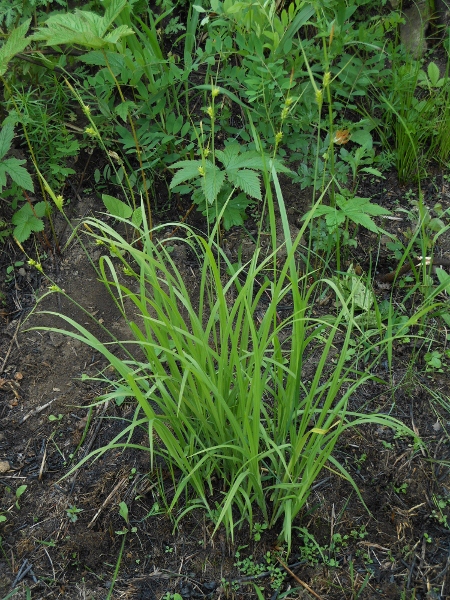 Image of Carex latisquamea specimen.