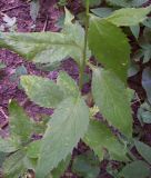 Campanula latifolia. Нижняя часть побега. Курская обл., г. Железногорск, лес у ж.-д. вокзала. 30 июля 2007 г.