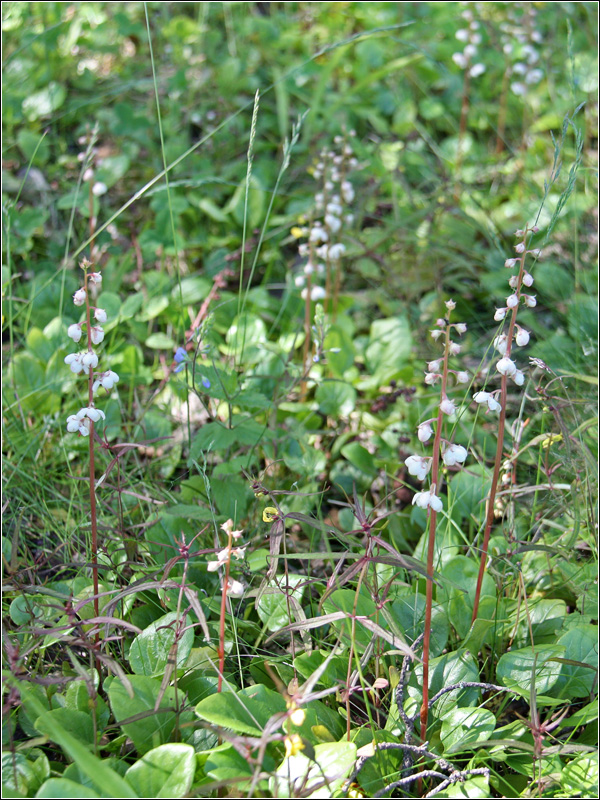 Image of Pyrola rotundifolia specimen.