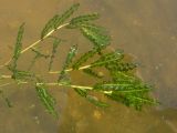 Potamogeton crispus
