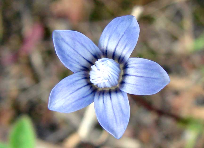 Image of Comastoma malyschevii specimen.