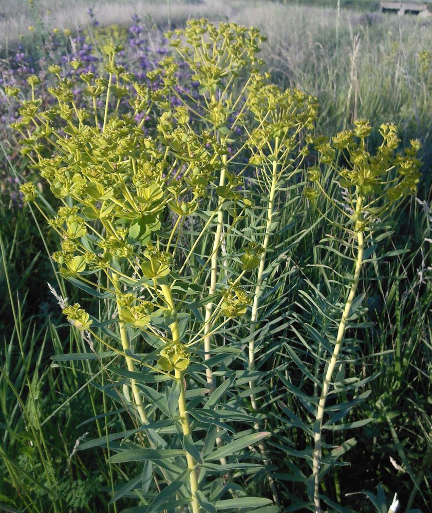 Image of Euphorbia virgata specimen.