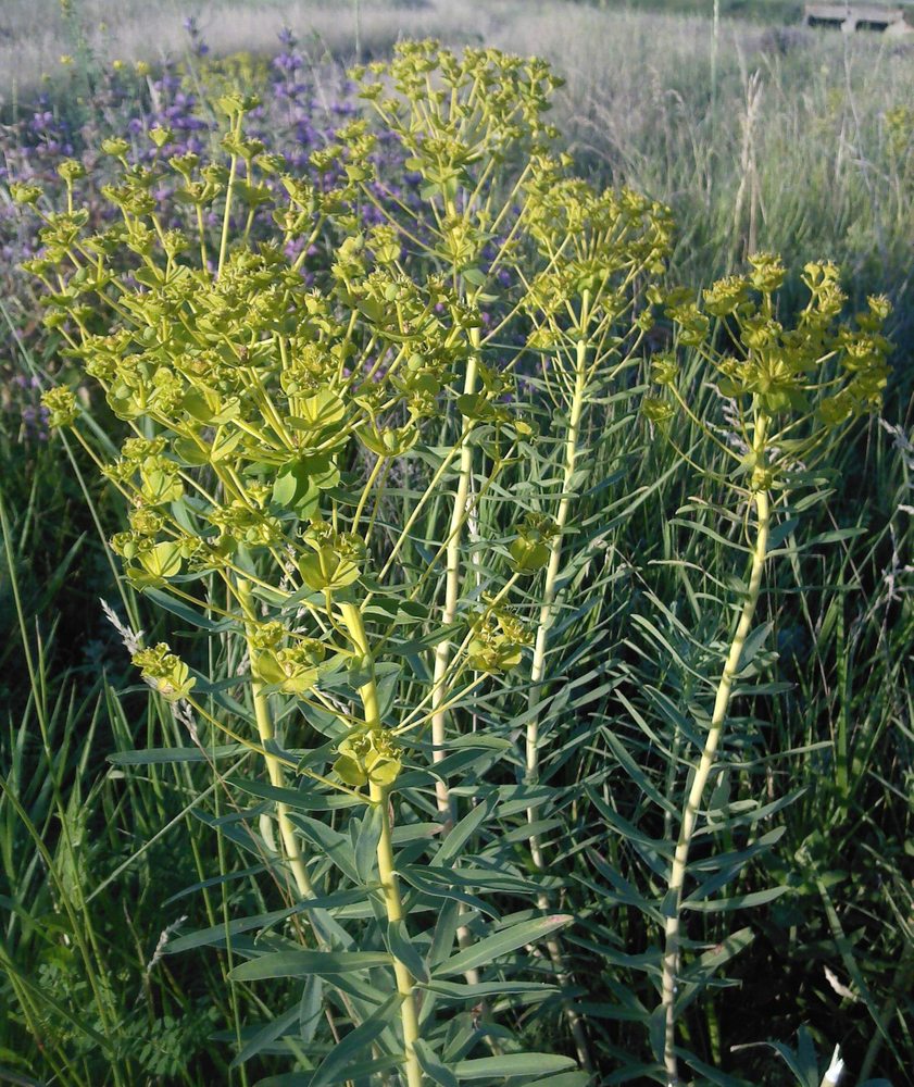 Изображение особи Euphorbia virgata.