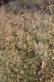 Artemisia persica