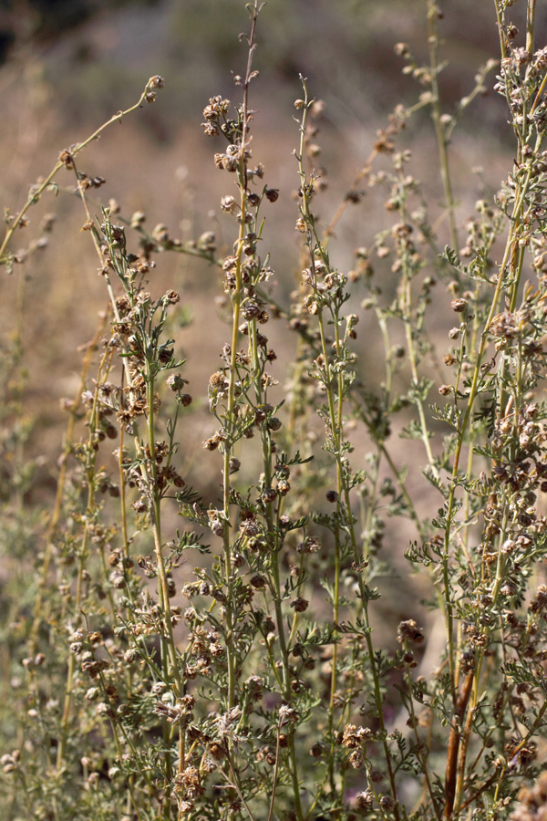 Image of Artemisia persica specimen.