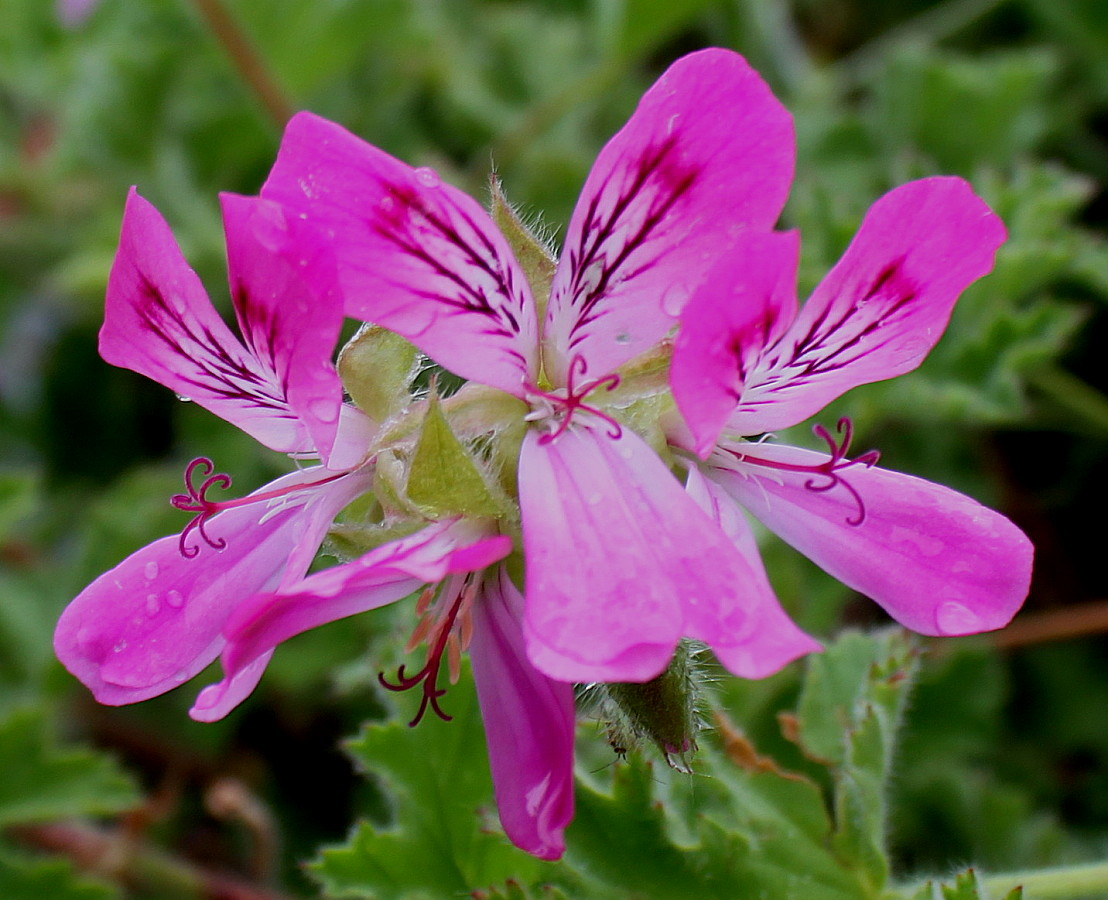 Изображение особи род Pelargonium.