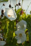 Calystegia sepium