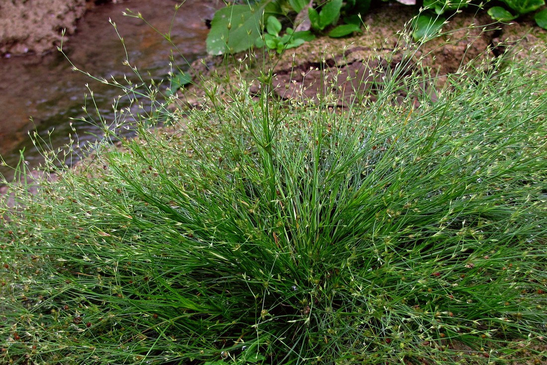 Image of Juncus sphaerocarpus specimen.