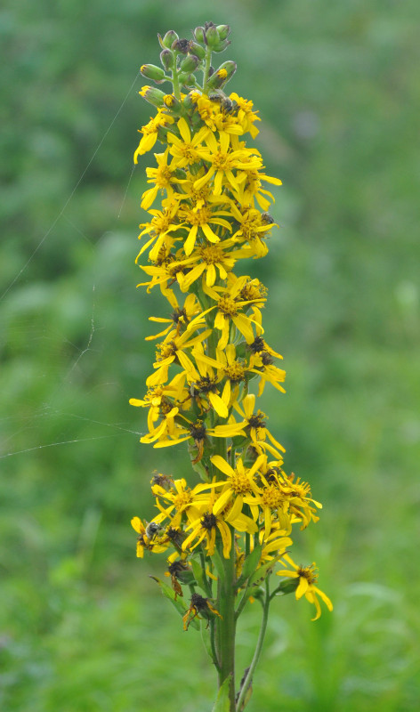 Изображение особи Ligularia fischeri.