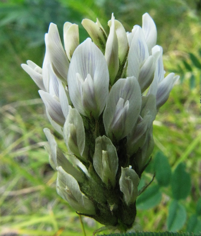 Изображение особи Astragalus inopinatus.