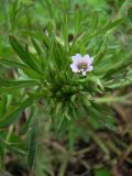 Geranium dissectum