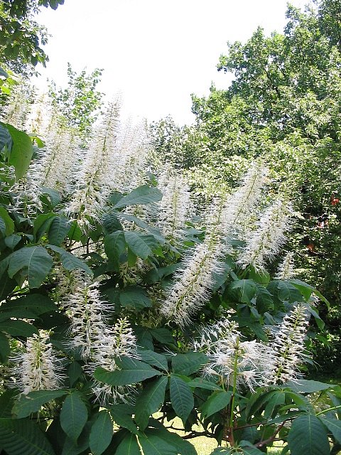 Изображение особи Aesculus parviflora.