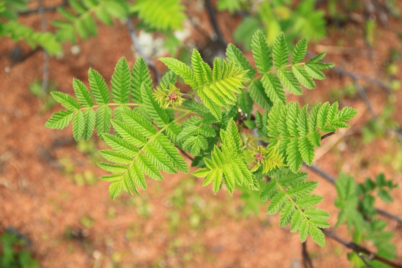 Image of Sorbaria grandiflora specimen.