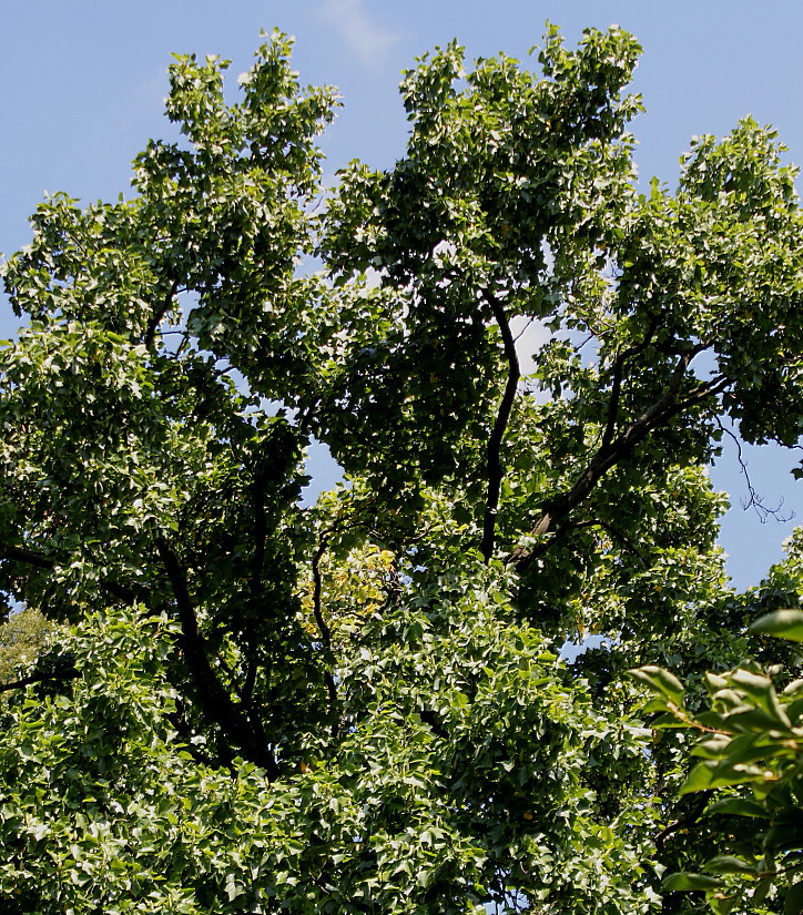 Изображение особи Liriodendron tulipifera.