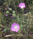 Malva punctata. Верхушка цветущего растения. Israel, Mount Carmel, Ramat Hanadiv. 24.04.2009.