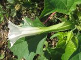 Datura stramonium