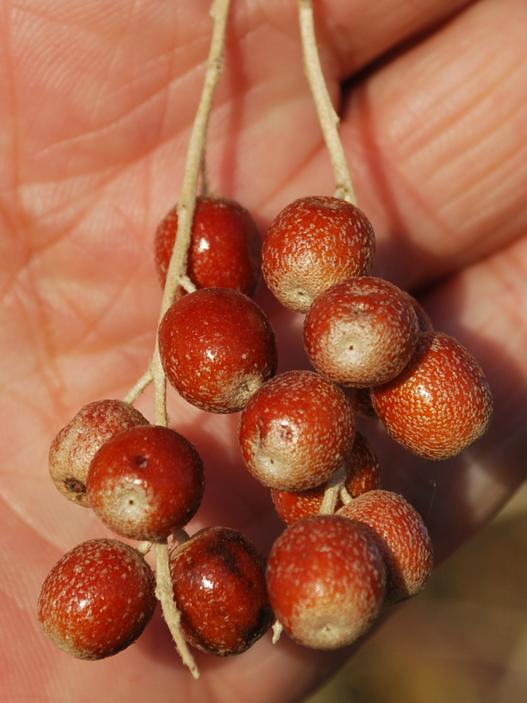 Изображение особи Elaeagnus angustifolia.