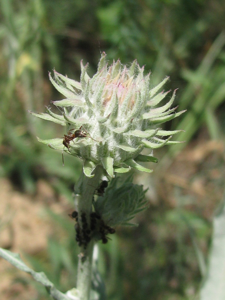 Image of Jurinea pseudocyanoides specimen.