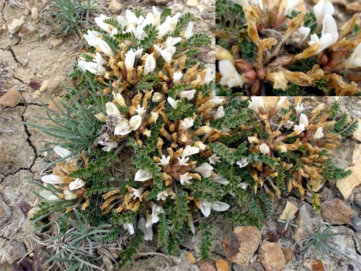 Изображение особи Astragalus rupifragus.