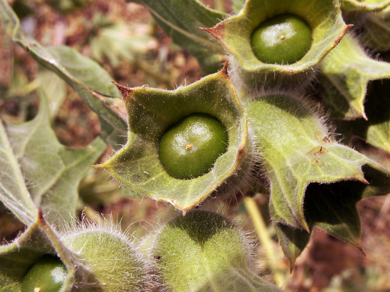 Изображение особи Hyoscyamus niger.