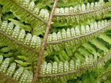 Dryopteris crassirhizoma