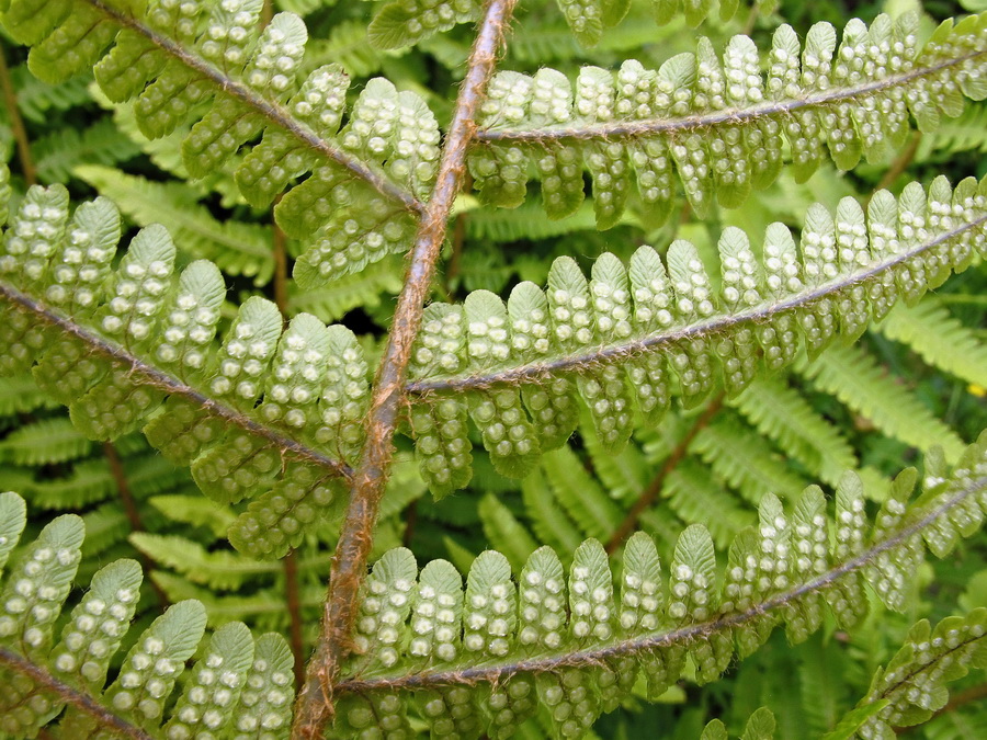 Image of Dryopteris crassirhizoma specimen.