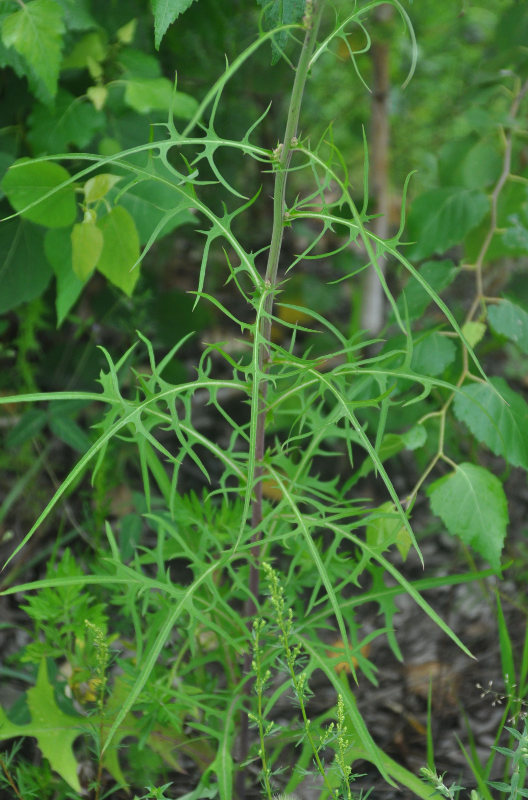 Изображение особи Lactuca indica.