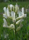 Oxytropis candicans