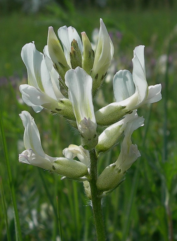 Изображение особи Oxytropis candicans.