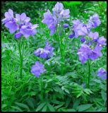 Polemonium acutiflorum