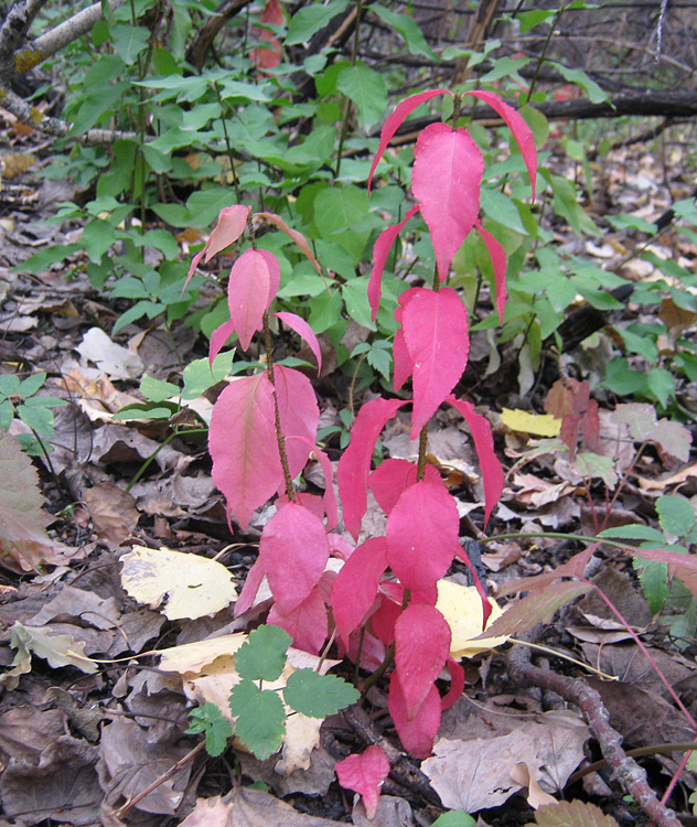 Изображение особи Euonymus verrucosus.