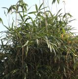 genus Phyllostachys. Верхняя часть растения. Германия, г. Кемпен, у забора в частном саду рядом с прогулочной дорожкой. 22.03.2013.