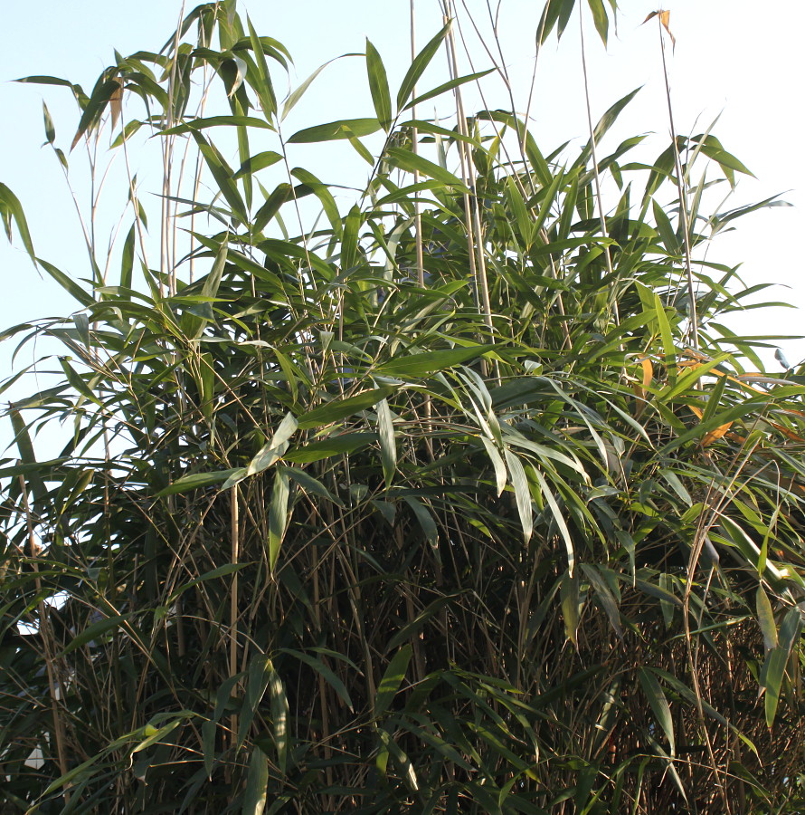 Изображение особи род Phyllostachys.