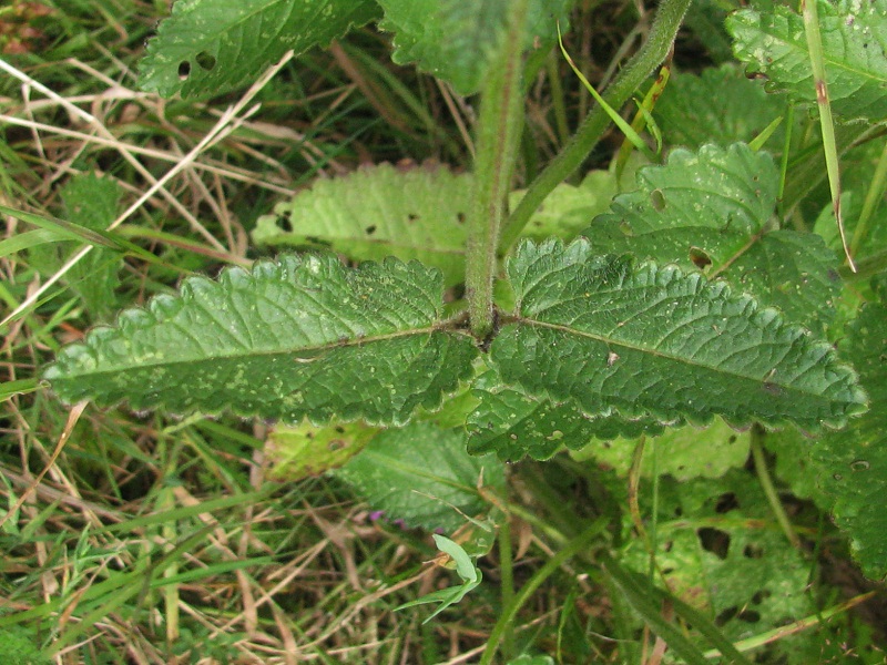 Изображение особи Betonica officinalis.