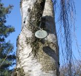 Betula form dalecarlica