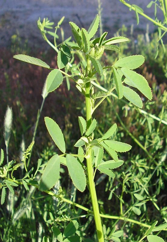 Изображение особи Melilotus officinalis.